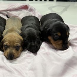 Dachshunds from Pam's Puppies