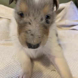 Collie Puppies from ColliesOklahoma