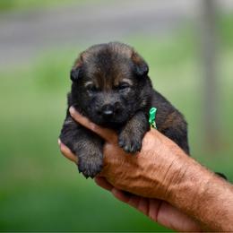 Green - Sable male German Shepherd puppy in Cherryville, North Carolina from Masky Kennel