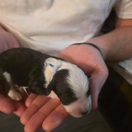 Hawkeye - Black and white male Bernedoodle puppy in Blackfoot, Idaho from Draper Mountain Doodles