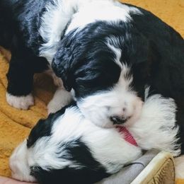 Bernedoodle and Double Doodle Puppies from Cloud Nine Doodles