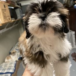 Denzel - Shih Tzu