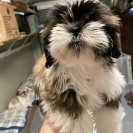 Denzel - Shih Tzu