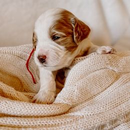 Goldendoodle Puppies from Okie Doodle Grove