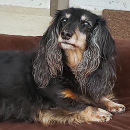 Dachshunds from Scanpoint