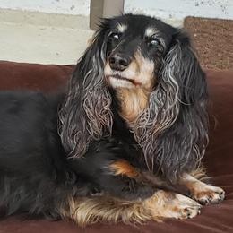 Dachshunds from Scanpoint