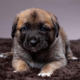 Anatolian Shepherd Dog Puppies from Fiddler’s Dream Anatolians