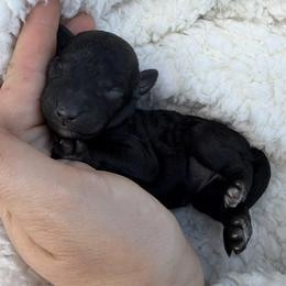Mew - White and black female Bordoodle puppy in Canfield, Ohio from Poo's Doo's & Inu's