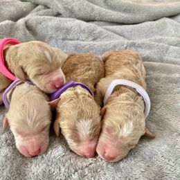 Goldendoodle Puppies from Magnolia Doodles of Southern Miss