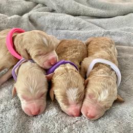 Goldendoodle Puppies from Magnolia Doodles of Southern Miss