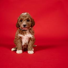 Jan - Cream female Goldendoodle puppy in Payson, Utah from Country Sky Doodles