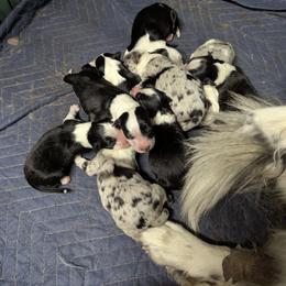 Australian Shepherd and Great Dane Puppies from AEW Farm