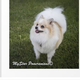 Samaria - Pomeranian