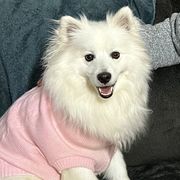 Rosie - American Eskimo Dog