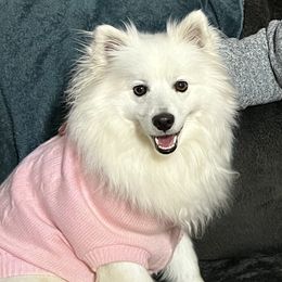 Rosie - American Eskimo Dog