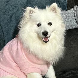 Rosie - American Eskimo Dog