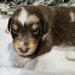 Ralphie - Red merle male Australian Shepherd puppy in Peach Bottom, Pennsylvania from Arcadia Australian Shepherds