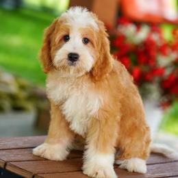 Firefly - Red male Bernedoodle puppy in Dundee, Ohio from Down Home Doodle