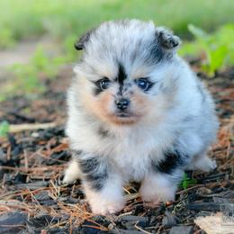 Merle and tan,full rights available - Blue merle female Pomeranian puppy in Bremen, Indiana from AMS Pomeranians and Pomskies in Indiana