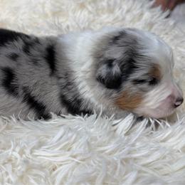 Duke - Blue merle male Australian Shepherd puppy in Olivehurst, California from Double M Aussies