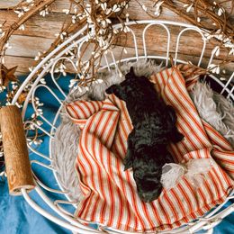 Girl 2 - Black Bernedoodle puppy in Mountain Grove, Missouri from Swan Field Farms