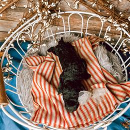 Girl 2 - Black Bernedoodle puppy in Mountain Grove, Missouri from Swan Field Farms