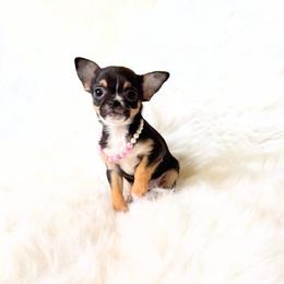 Kitty - Black and tan female Chihuahua puppy in Sacramento, California from Honey Bee Chihuahua’s