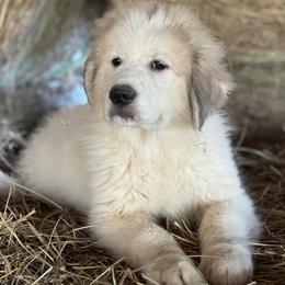 Puppy ID 120264 - White and badger male Great Pyrenees puppy in Leicester, North Carolina from Randall Glen Pyrenees