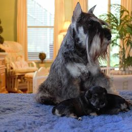 Miniature Schnauzer Puppies from King’s Miniature Schnauzers