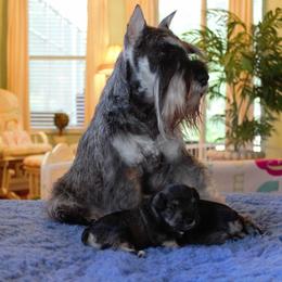 Miniature Schnauzer Puppies from King’s Miniature Schnauzers