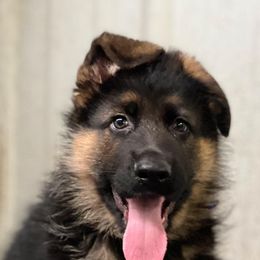 German Shepherds from Watchman German Shepherds