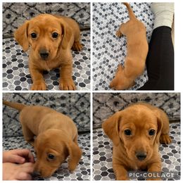 Chocolate base red - Red female Dachshund puppy in Madison, Wisconsin from SK Dashing  Dachshunds