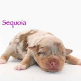 Sequoia - Red merle female Australian Shepherd puppy in Coldwater, Michigan from Northern Star Australian Shepherds