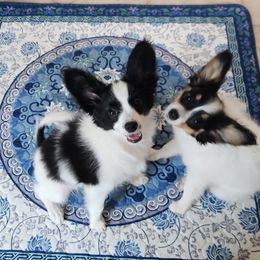 Papillon Puppies from Leslie's Papillons