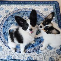 Papillon Puppies from Leslie's Papillons