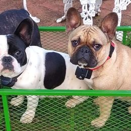 French Bulldogs from S. Miller