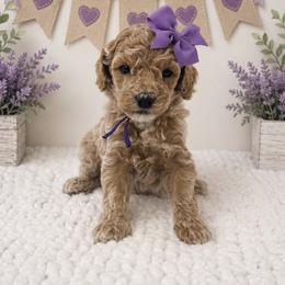 Purple girl - Cream female Poodle puppy in Waskom, Texas from Pearls & Curls doodles & poodles