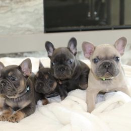 French Bulldog Puppies from Keisha Freeman