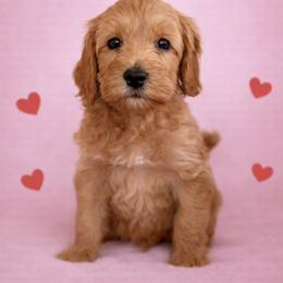 Speck - Caramel male Australian Labradoodle puppy in Londonderry, New Hampshire from Granite State Labradoodles