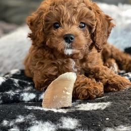 Flare - Red  male Poodle puppy in Atlanta, Georgia from TRDBOATL