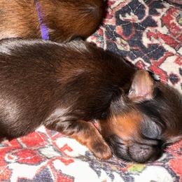 Petal Pink - Brindle female Shih Tzu puppy in Richfield, North Carolina from Southern Sass Shih Tzu