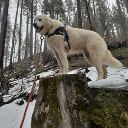 Great Pyrenees All Grown Up from The Yosemite Pyrenees Ranch