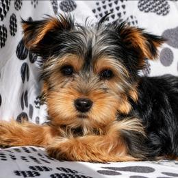 Payton - Black and tan male Yorkshire Terrier puppy in North Huntington, Pennsylvania from Charz Dollz