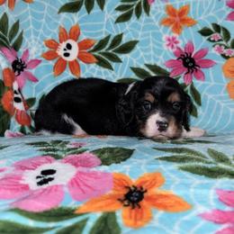 Plum - Tri-color male Cavapoo puppy in Nevada, Missouri from Backroad Fur Babies