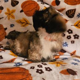 Orange collar boy - Brindle male Shih Tzu puppy in Woodsfield, Ohio from ROSE LANE SHIH TZUS