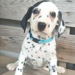 Glaceon (Sky blue collar) LUA - White and black female Dalmatian puppy in Raymondville, Missouri from Wagner's Dalmatian's