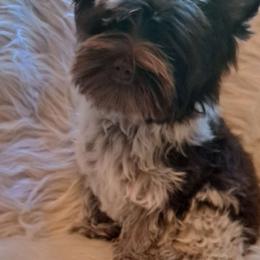 Louie - Yorkshire Terrier