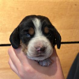 Male 3 - Black brown and white male Basset Hound puppy in Lindley, New York from Hill Top Basset Hounds & Cane Corso