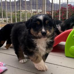 Jackpot - Black tri male Miniature Australian Shepherd puppy in Apache Junction, Arizona from Circle T Mini Aussies