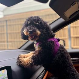 Kit Kat - Poodle